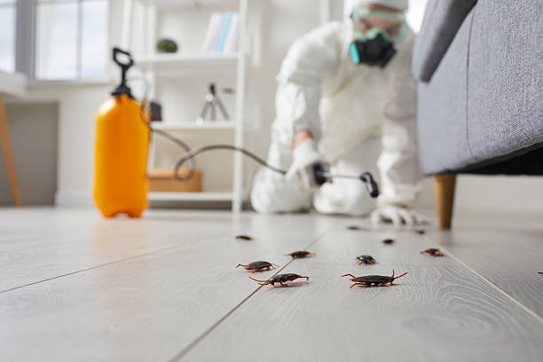 Post-Treatment Bed Bug Interceptor Monitoring in Osakis